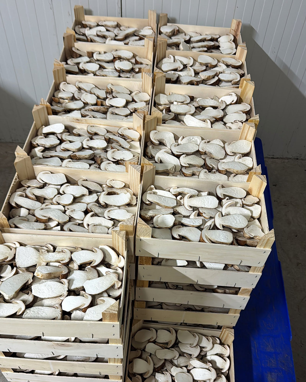 Frische, halbierte Steinpilze in Holzkisten