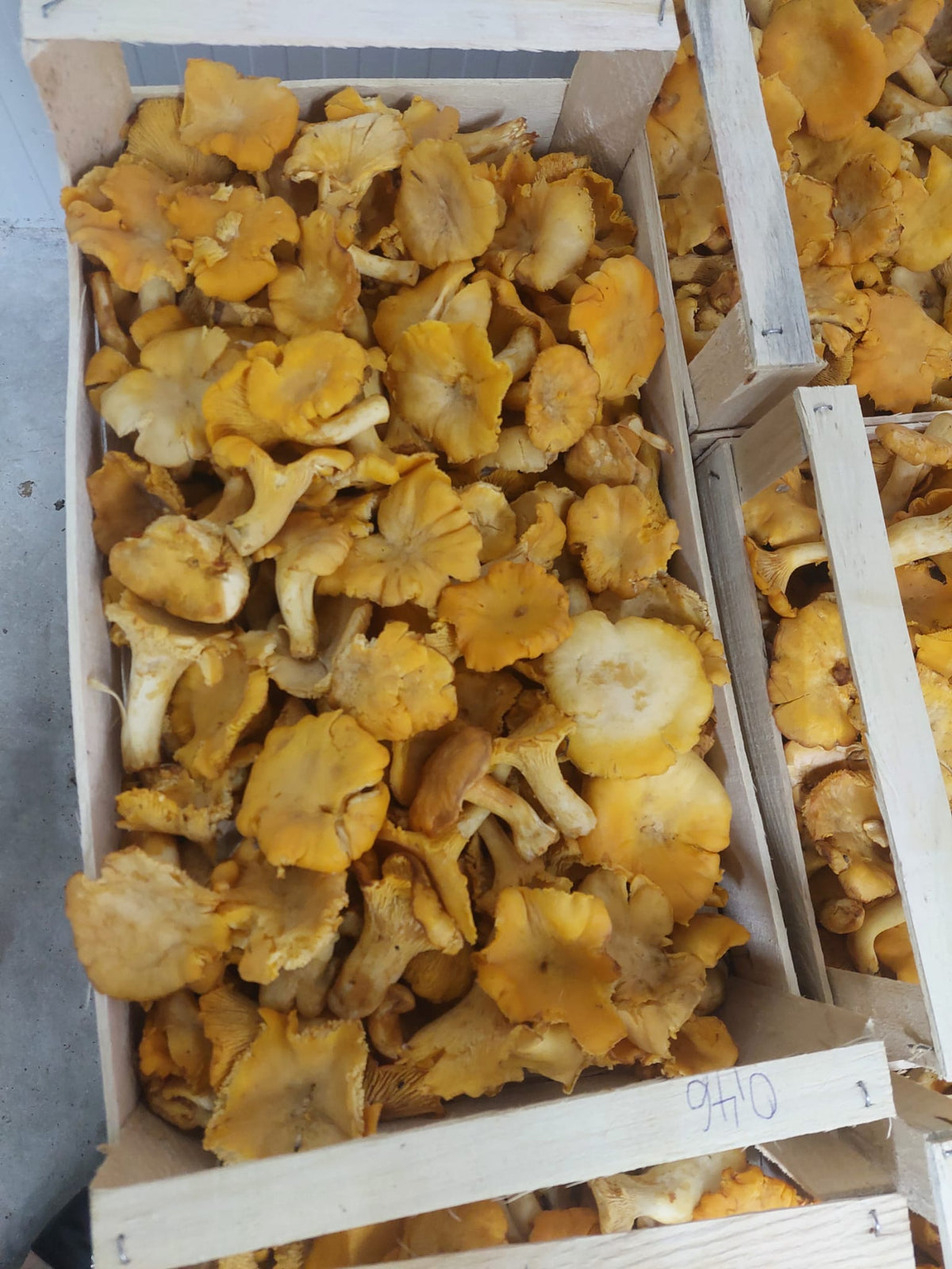 Frische Pfifferlinge in einer Holzkiste