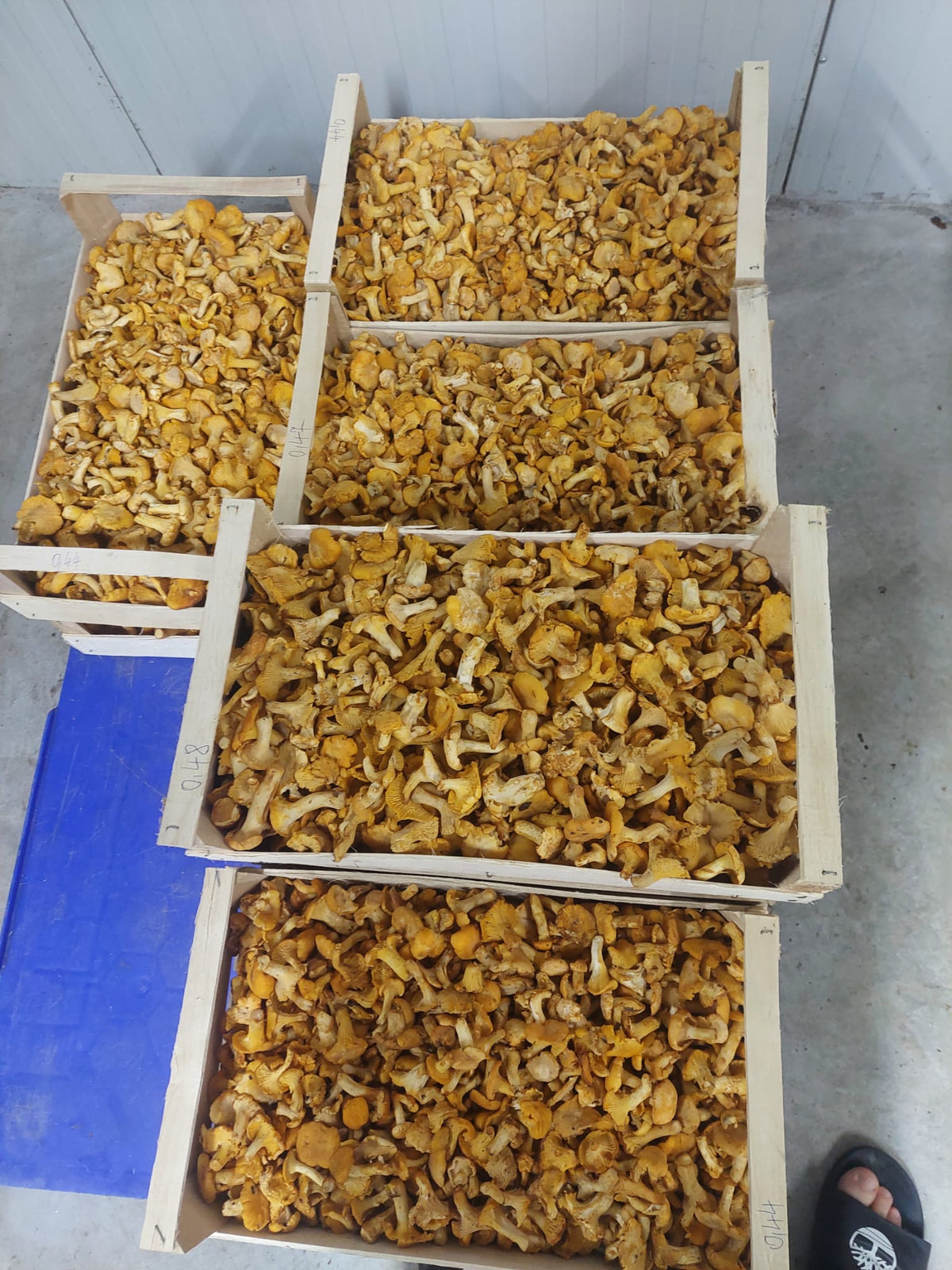 Kisten mit frischen Pfifferlingen