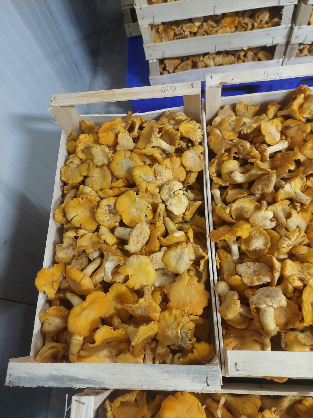 Frische Pfifferlinge in Holzkisten